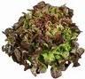 Lechuga hoja de roble