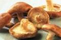 Seta shiitake 250 gr.