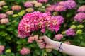 Ramo Hortensias